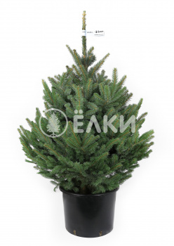 Голубая елка в горшке 2 - 2,25м